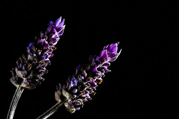 Two lavender flowers isolated on black with copy space