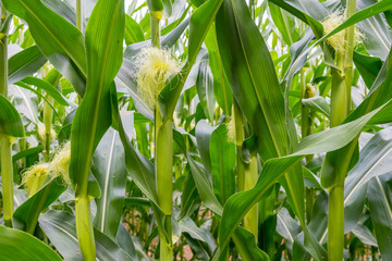 Mid Summer Corn Close Up