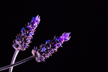 Two lavender flowers on black background - studio shot with copy space