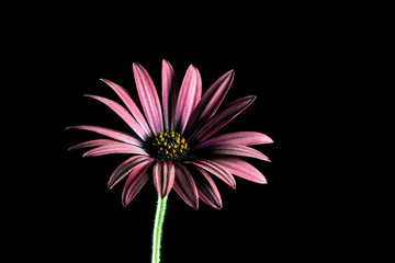 Beautiful burgundy colored African daisy flower on black background with copy space