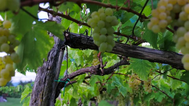 hands cut the grapes and camera moves back low angle