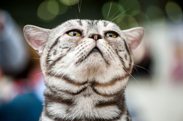 Naklejka premium american short hair cat looking up close-up portrait on blurred lights background