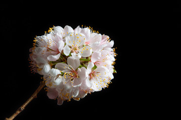 Fototapeta premium White cherry blossom isolated on black background with copy space