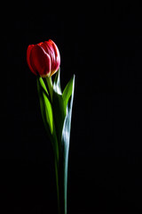 Beautiful red tulip glowing in the dark - studio shot