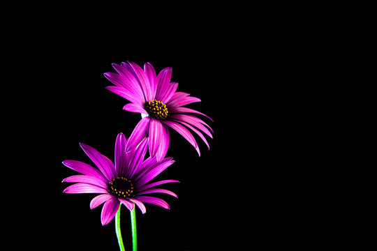 Purple daisies vividly glowing on black with copy space