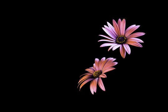 Fototapeta Two daisy flower heads isolated on black background with copy space