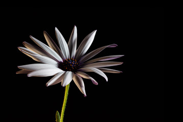 African daisy on black background with copy space - light and shadow play