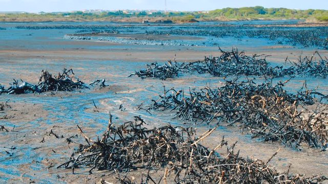 Dead mangrove stumps covered in heavy oil in asphalt lake, Curacao - September 2018
