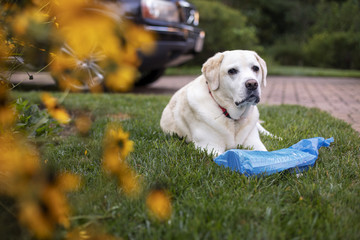Labrador retriever fetching newspaper