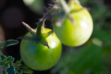 Tomatoes Close up