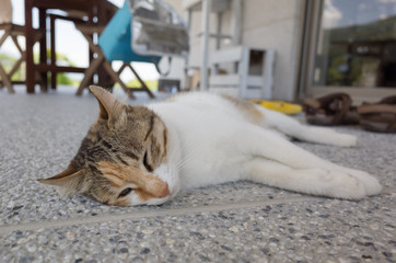 cat sleep on the ground