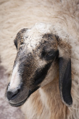 Obraz premium Sheep face close up