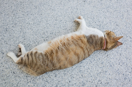 cat sleep on the ground