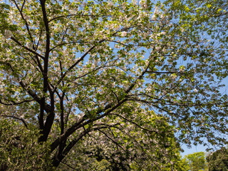 Fototapeta premium 緑の木々