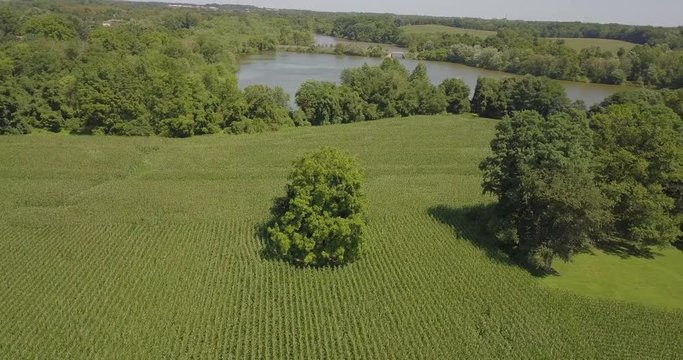 Drone Parellax tree in middle of corn field