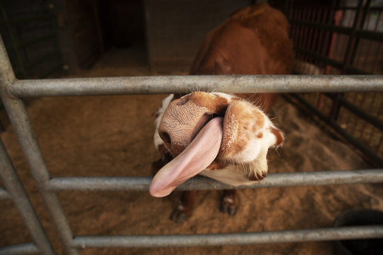 Cow sticking tongue out of gate in barn
