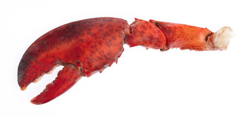 nipper of shrimp Lobster isolated on white background
