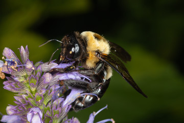 Bee Feeding