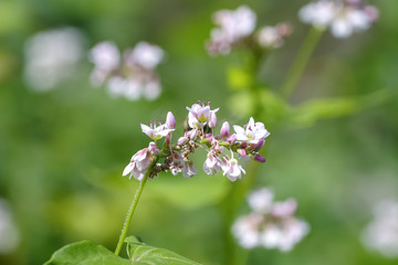 Blüte des Echten Buchweizen, Fagopyrum esculentum, Bayern, Deutschland, Europa