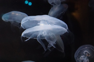 Obraz premium jellyfish