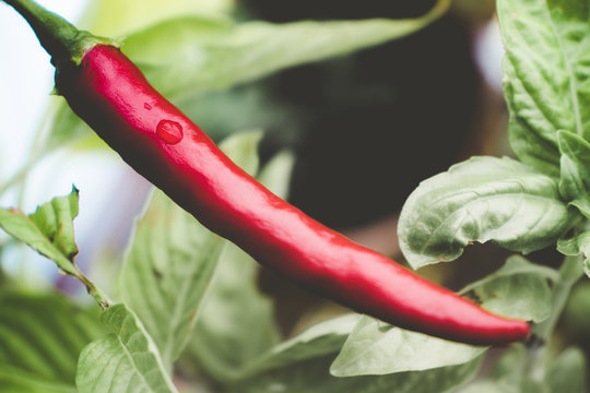 Single chili pepper red hot raw ripe spice vegetable growing plant