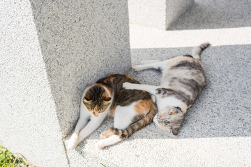 cat sleeping with her daughter