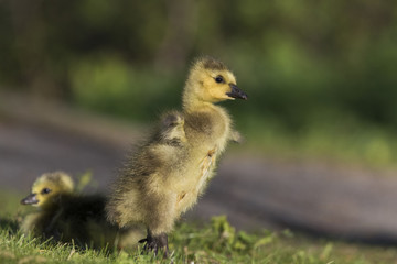 Canada Geese  goslings 
