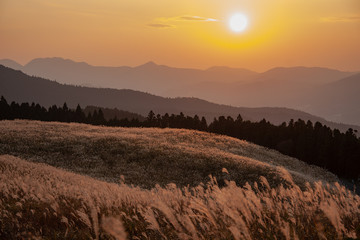曽爾高原のすすき