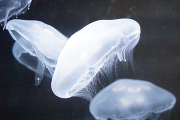 Jellyfish