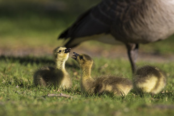 Canada Geese  goslings 