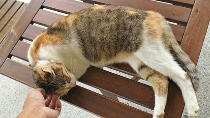touch sleeping cat