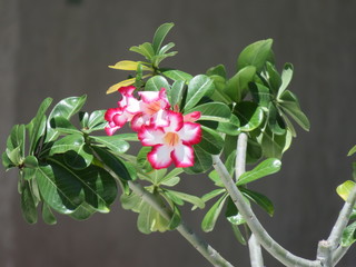 wunderschöne blume in einem Garten in Mexico mit rot / weißen blüten