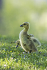 canada goose babies in spring