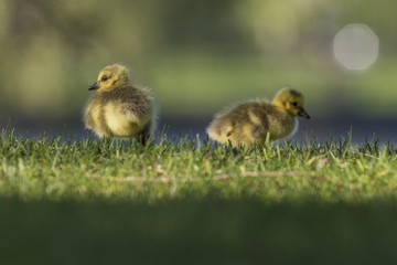 canada goose babies in spring