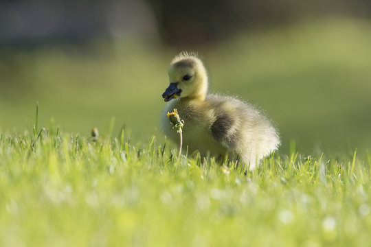 canada goose babies in spring