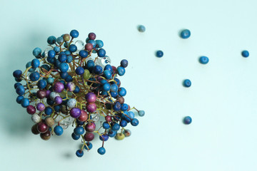 colorful beads ampelopsis glandulosa on blue background