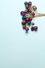 purple beads ampelopsis glandulosa on blue background