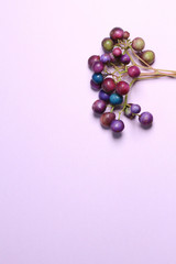 purple beads ampelopsis glandulosa on purple background