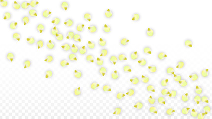 Vector Realistic Pink Petals Falling on Transparent Background.  Spring Romantic Flowers Illustration. Flying Petals. Sakura Spa Design. Blossom Confetti.