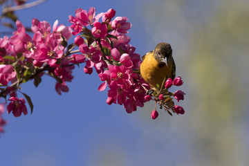baltimore oriole in spring