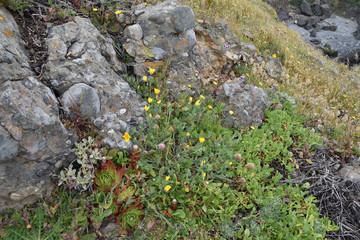 Grasses and flowers on the Pacific Coast of N. California