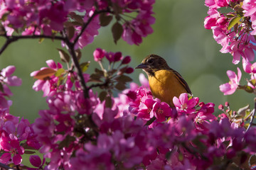 baltimore oriole in spring