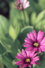 purple daisy on green background