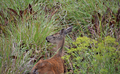 Deer foraging on the N. California coast