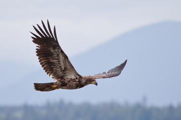 Juvenile bald eagle flying