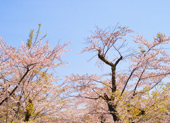 Naklejka premium 桜 春 素材