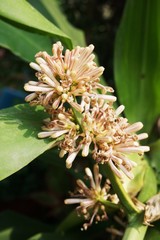 Dracaena fragrans flower in nature garden