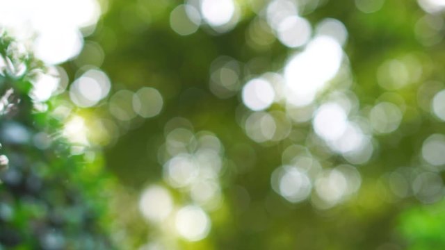 4K Abstract blur bokeh of green nature plant