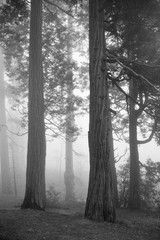 Spooky forest with fog and old trees