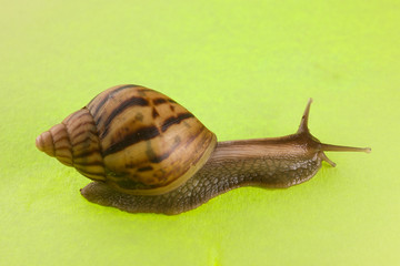 a snail in the background of green
